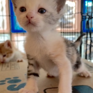 薄ミケの子猫ちゃん