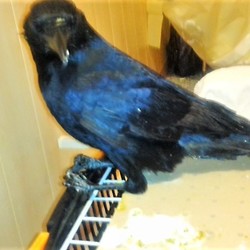 「九郎、廊下を占領。」サムネイル1