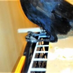 「九郎、廊下を占領。」サムネイル2