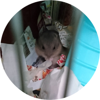 ブルーサファイアの子ハム