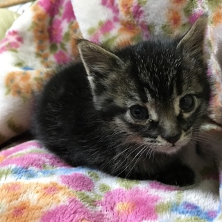 元野良ちゃんですが、とっても可愛い 良い仔です！