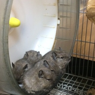 デグーベビー4匹、4月7日産まれ