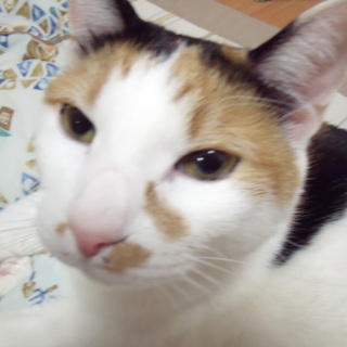 引き取り先、決まりました。ありがとうございました。