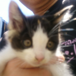 里親さんを探しています