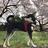 今年も桜の下で