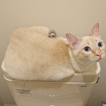 見間違いではないらしい…(笑)どうやってそこに落ち着くに至ったの、はなまる。涼しいの？