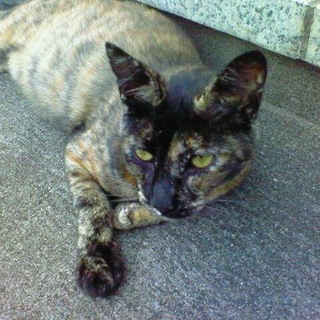 甘えん坊将軍"ちびた"です