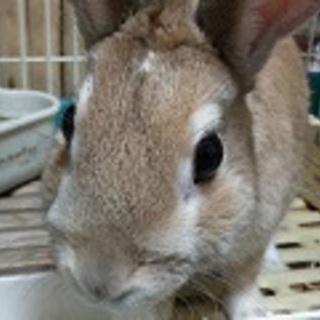 《交渉中》　保護うさぎ　ダッキー　