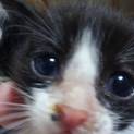 子猫１ヶ月