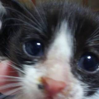 子猫１ヶ月