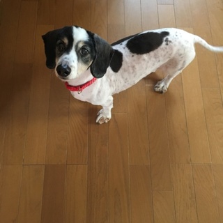 里親さん募集します