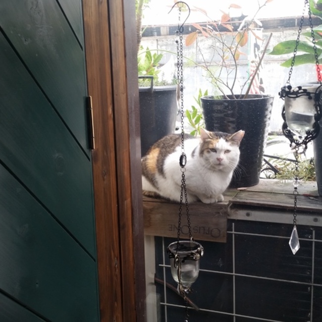 なまえのない猫のカバー写真