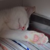 くるみの森(保護活動者)