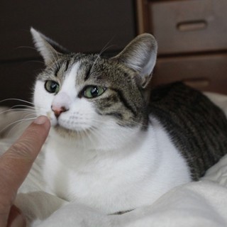 ちょっと臆病だけど美猫の「まお」