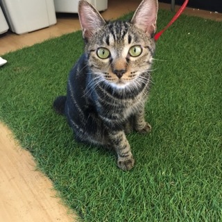 誰にでも懐っこい子です