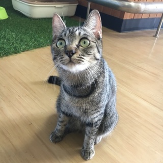 誰にでも懐っこい子です