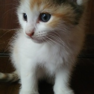 保護猫赤ちゃん 4匹