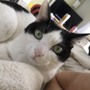 2年前、人慣れしてなくても気長に待つという猫初心者の独身男性の里親さんの元で幸せになったネネちゃん。姉妹のココちゃんと仲良しです。