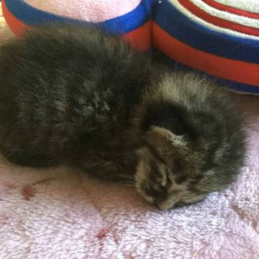 里親さんの職場に現れた子猫。お見合いに来られた授乳経験豊富な別の里親希望者の方がミルクボランティアしてくださってます。