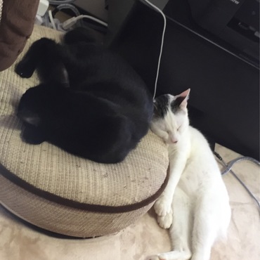 幸せ便り 人より猫が好きなマロくんは1匹飼いで繊細な先住さんのお家にトライアルに行き、じっくり時間をかけて受け入れてもらえました。