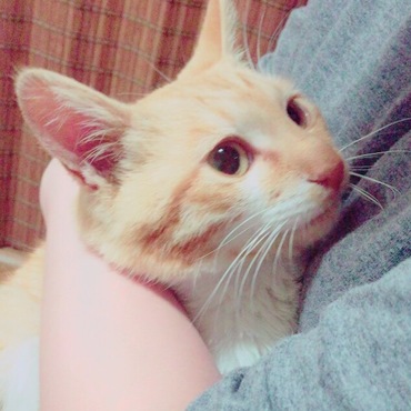 掲載前に里親さんが決まった茶白の子猫 茶白のケンちゃんに応募されたチワワの先住猫さんのいるご家庭で目下トライアル中です。
