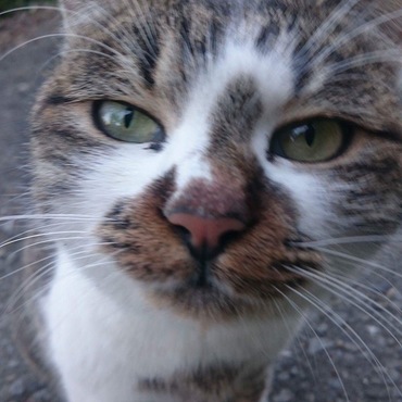 今も外のままご縁を待つハッチ とても人懐っこい膝のりさんです 1匹飼い希望です