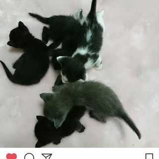 生後３週間の乳飲み子５匹の里親募集！