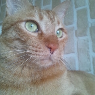 少し変わり者のボク【ちゃら(茶羅)】