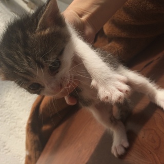 子猫5匹、何匹でも構いません！