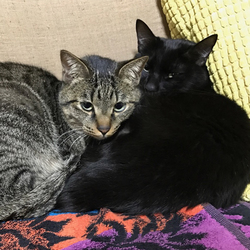 本当のおうちからのお便り【ふぅ改めシンバ編】