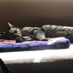 「本当のおうちからのお便り【ふぅ改めシンバ編】」サムネイル2