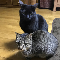 「本当のおうちからのお便り【ふぅ改めシンバ編】」サムネイル3