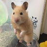 ピッチャー