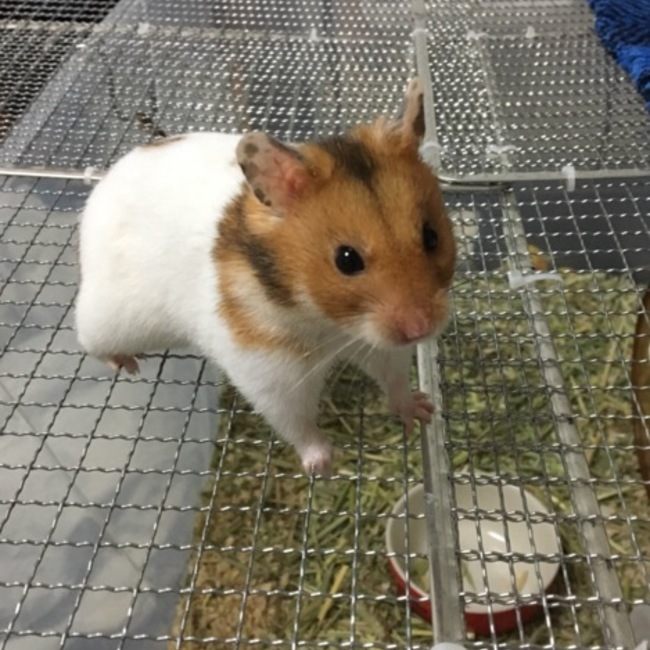 ピッチャーのカバー写真