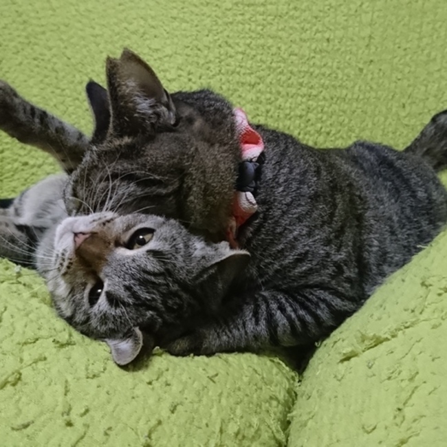 くらみみのカバー写真