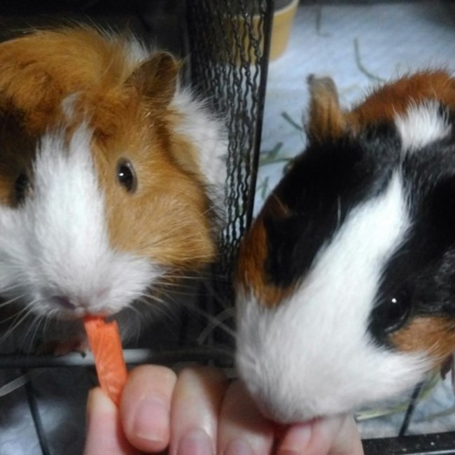 ゲッシーファミリーのカバー写真