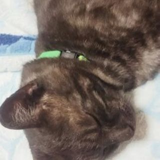 純血アメショー・ブラックスモークかも！