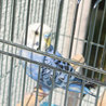 インコを可愛がって頂ける方よろしくお願いします。 サムネイル2