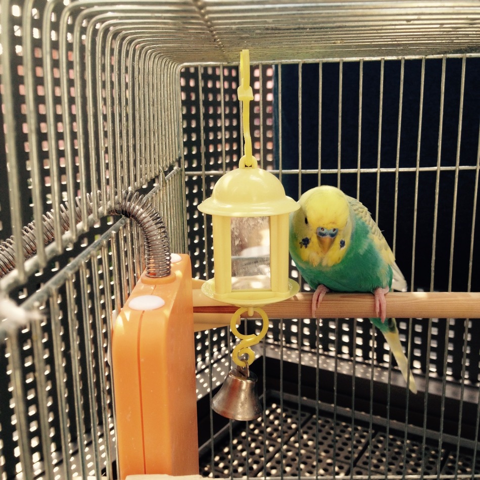 とりのカバー写真