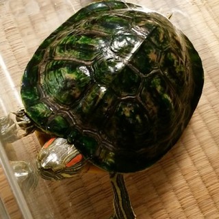 素敵な里親様に出会えました。