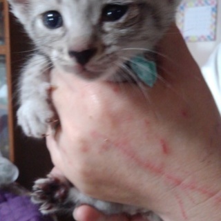 子猫１ヶ月女の子２匹