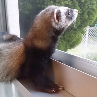 人懐こく元気のある男の子です！飼育道具揃ってます