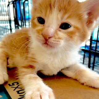 茶白の子猫ちゃん