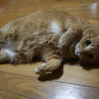 重量級ですがスリスリ猫のガンバくん