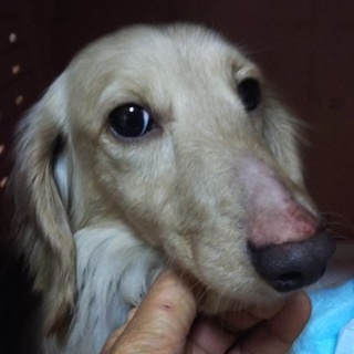 繁殖リタイア犬のカニンヘンダックス