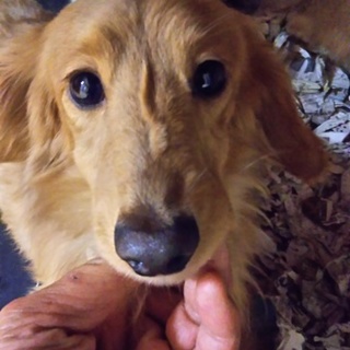 繁殖リタイア犬のダックス