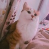 えびフライのしっぽ