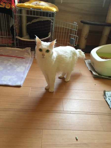 里親決定戦 白猫キティち 山口県 猫の里親募集 ペットのおうち 月間利用者150万人