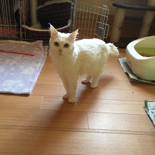 里親決定戦。白猫キティちゃん3歳