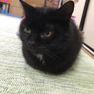 イケメン黒の武蔵くん